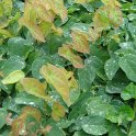 Epimedium pinnatum subsp.colchicum feuille